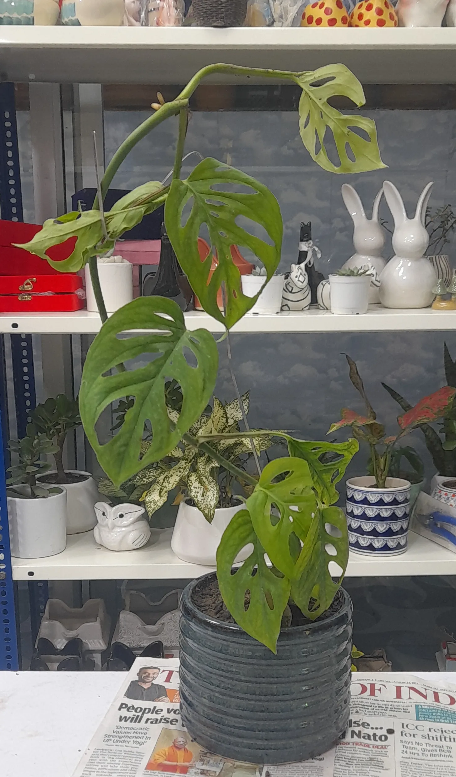 Monstera Adansonii view 2