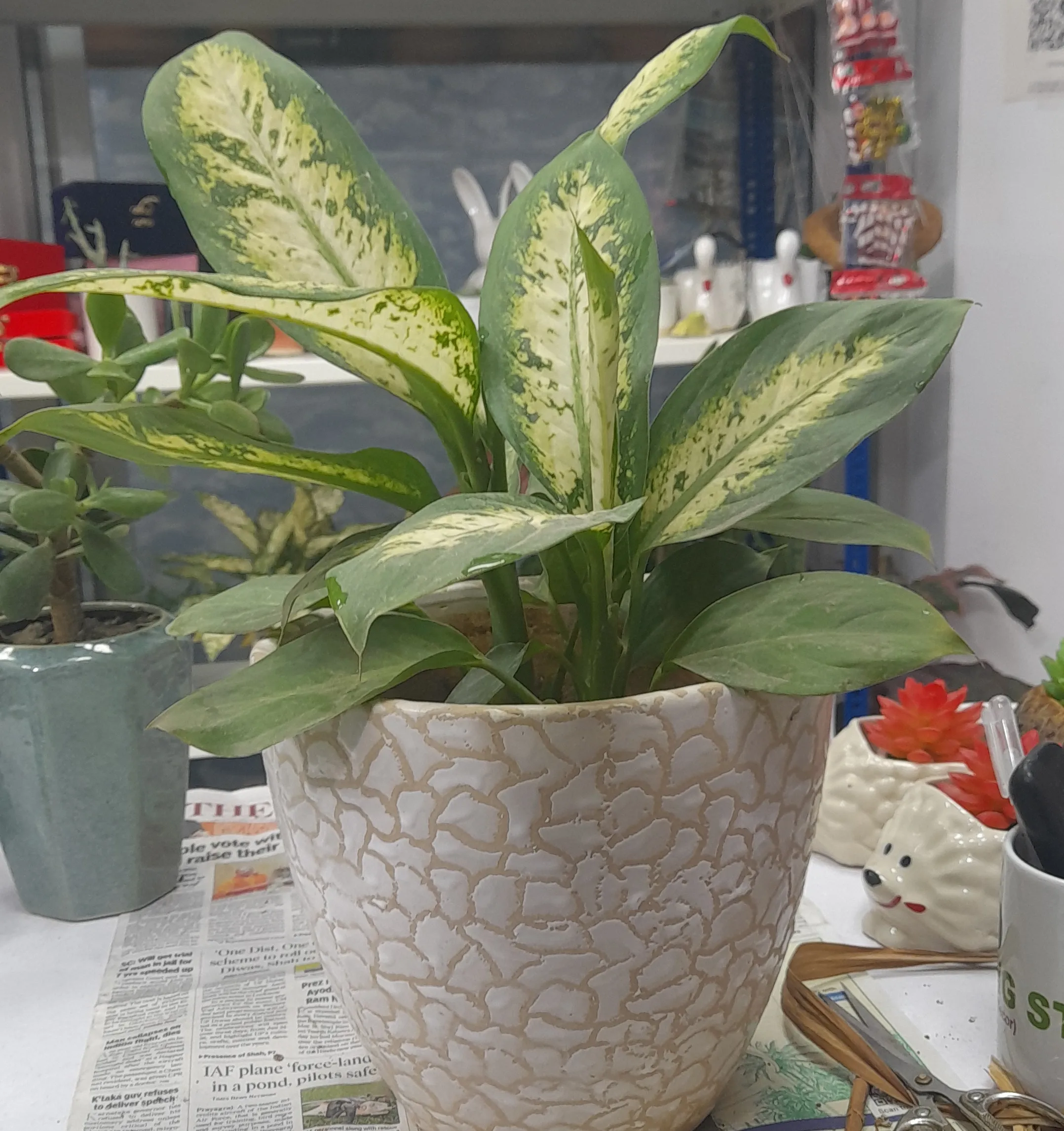 Dieffenbachia Camilla view 2