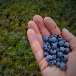 Blueberry view 2