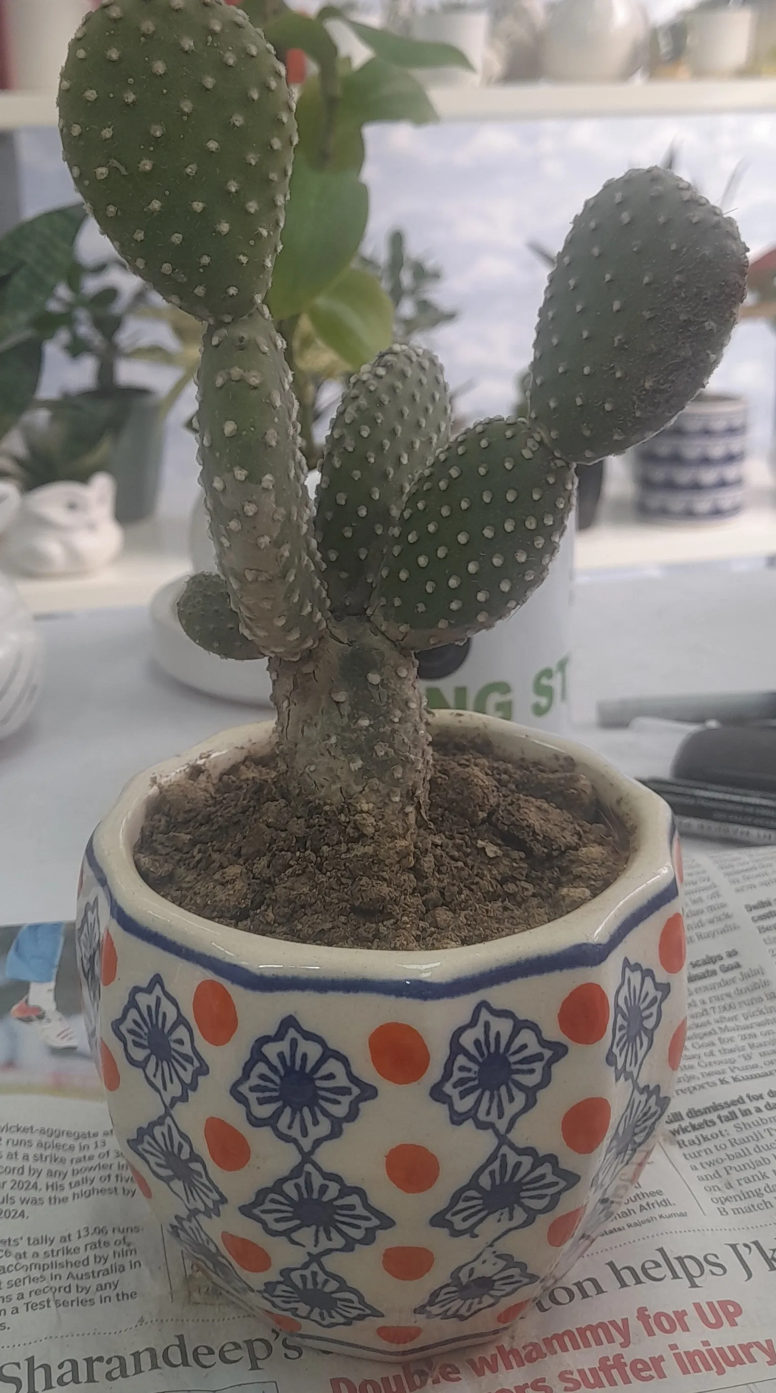 Cactus~Bunny-Ear Cactus view 2