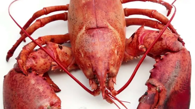 Whole Lobster view 2