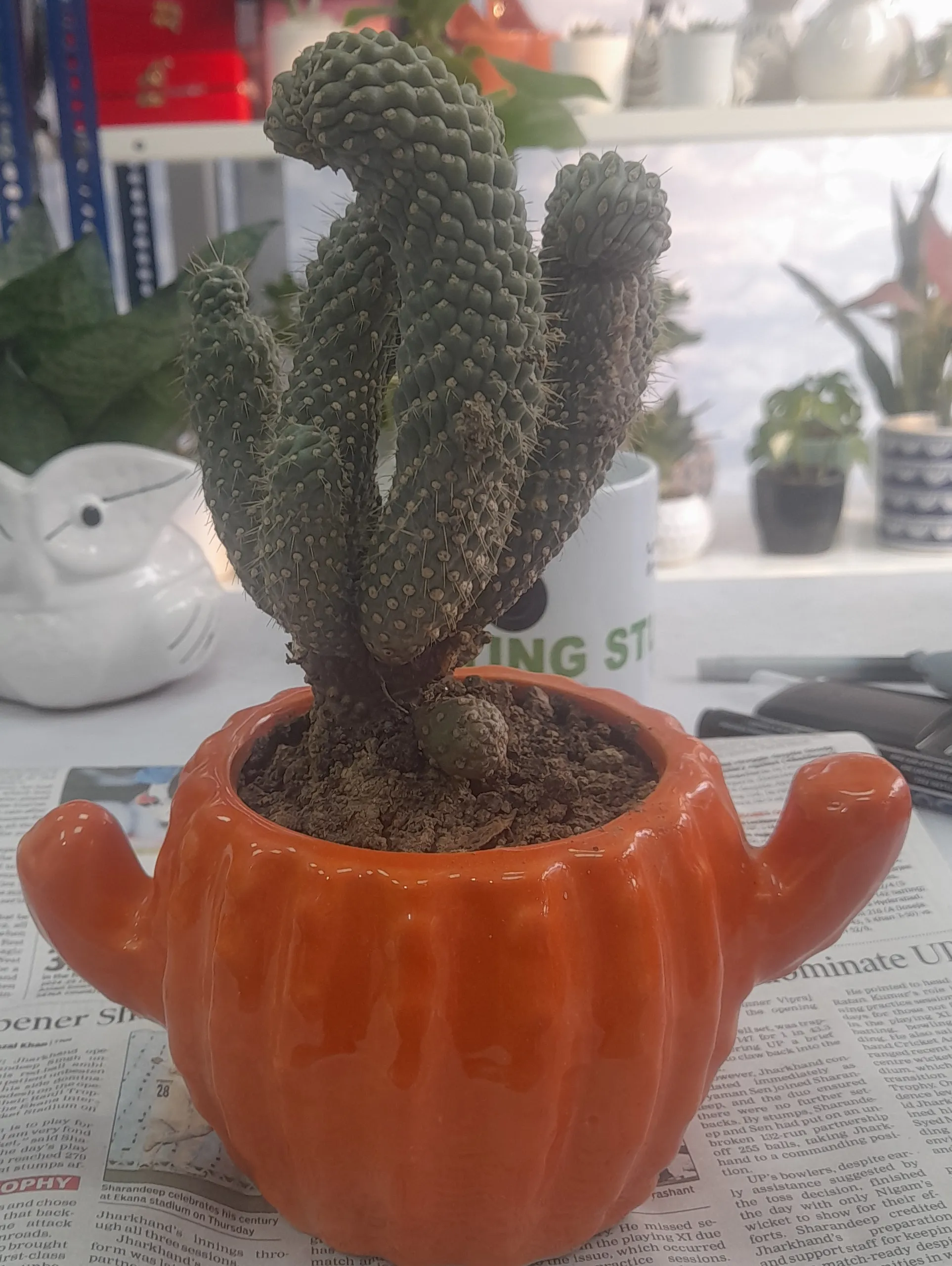 Cactus~Cylindropuntia fulgida i view 2
