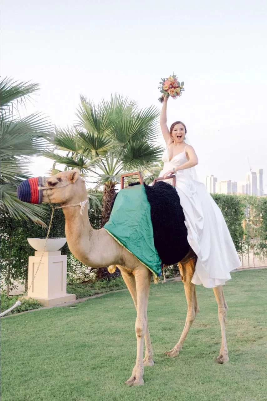 Camel For Wedding view 2