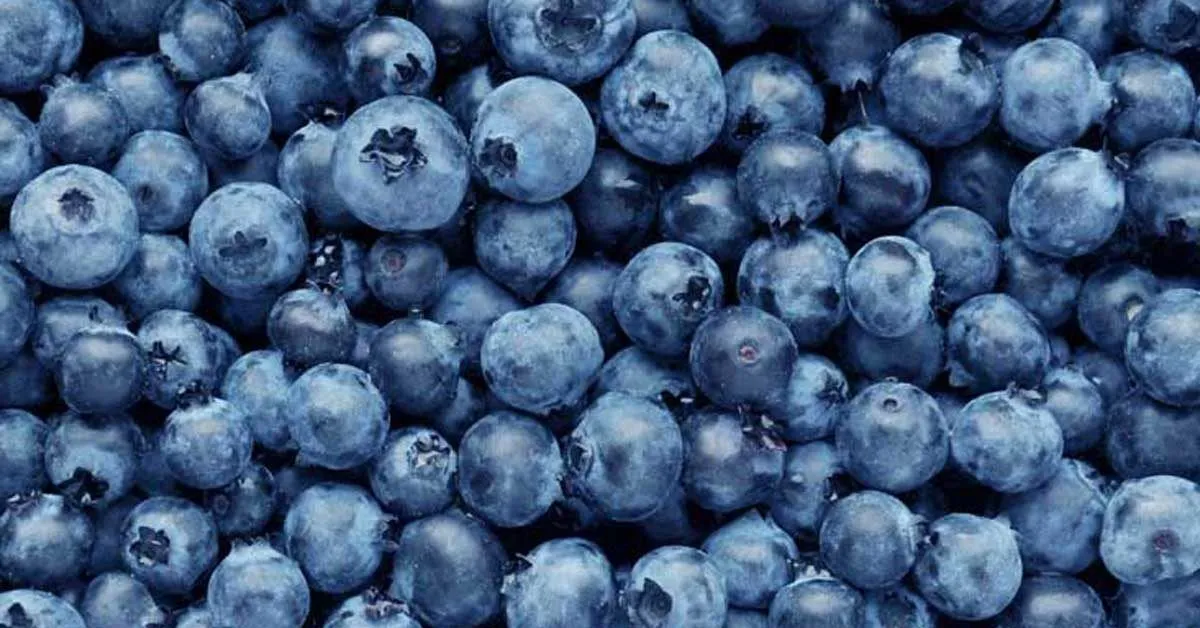 Blueberry view 3