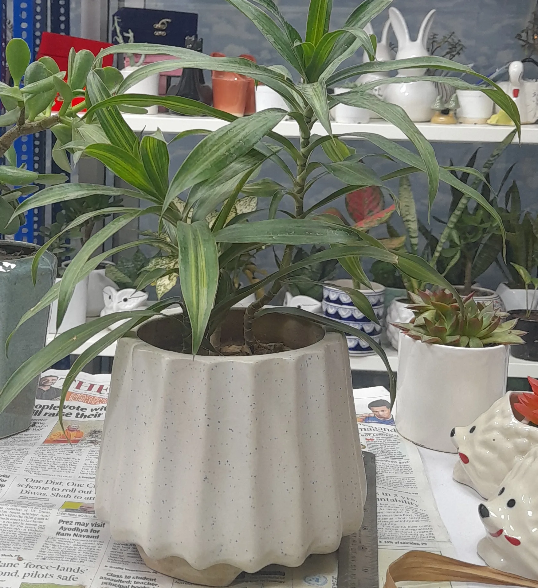 Dracaena Reflexa view 2