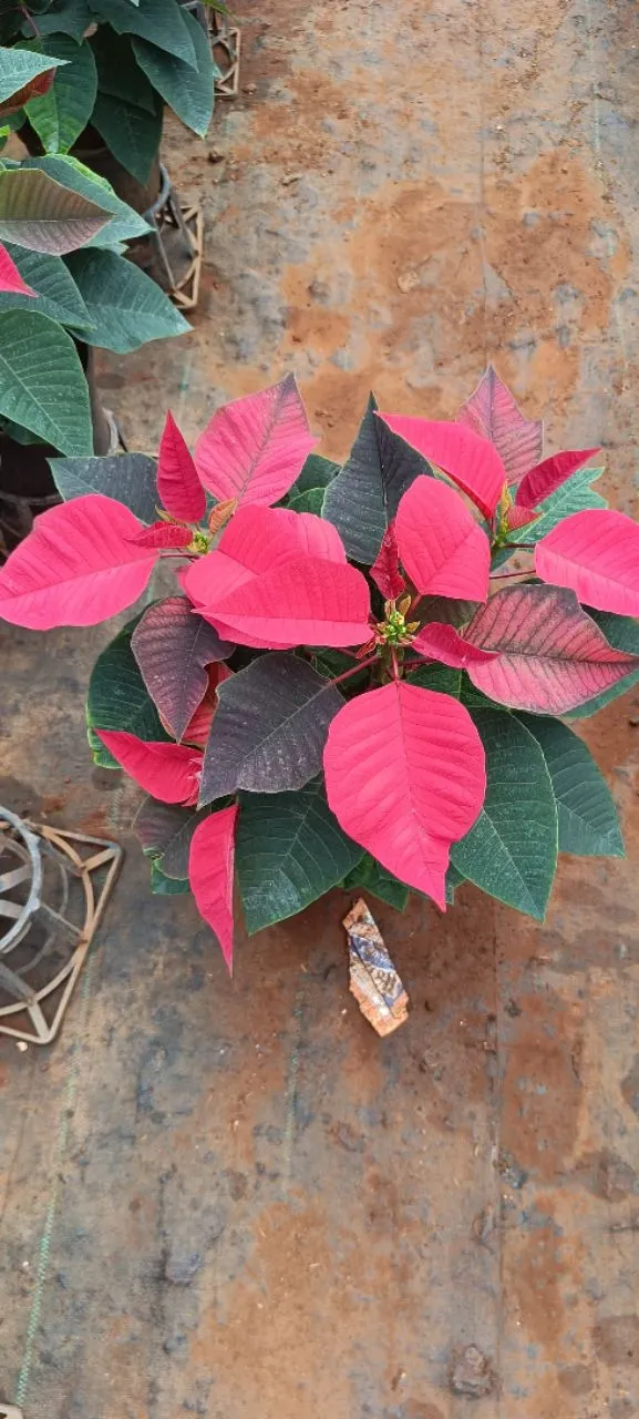 Potted Poinsettia view 2