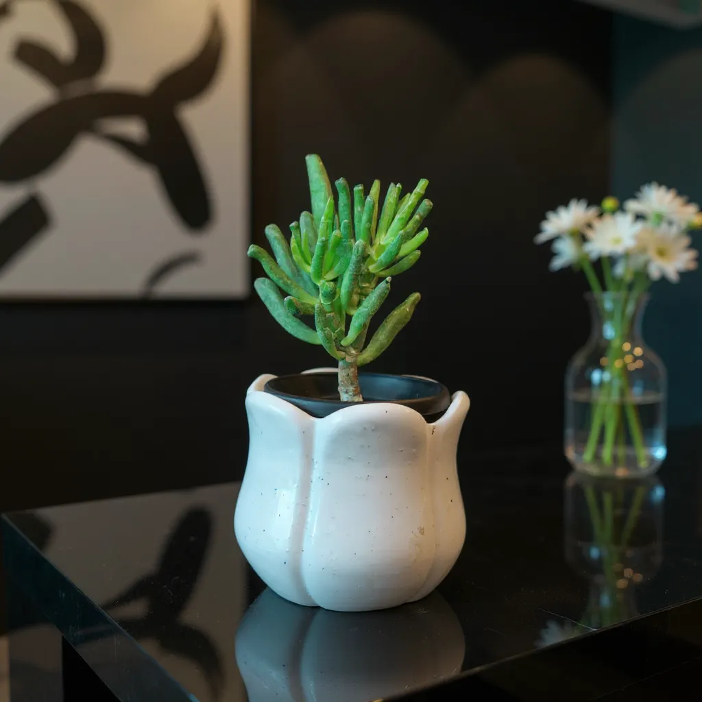 Crassula Ovata/Succulent Plant