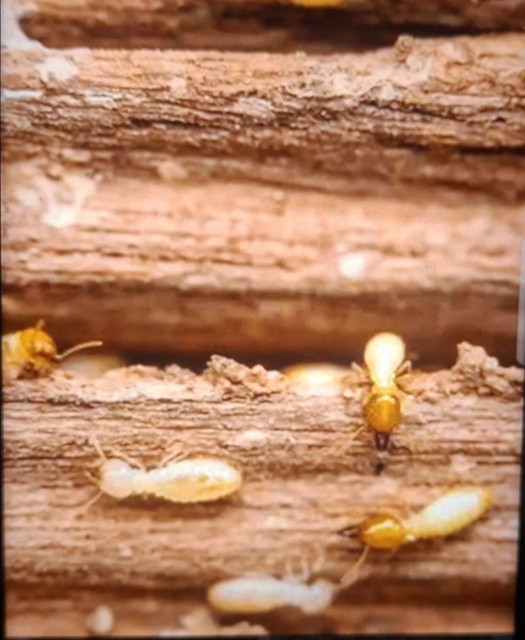 Termite 1bgk view 2