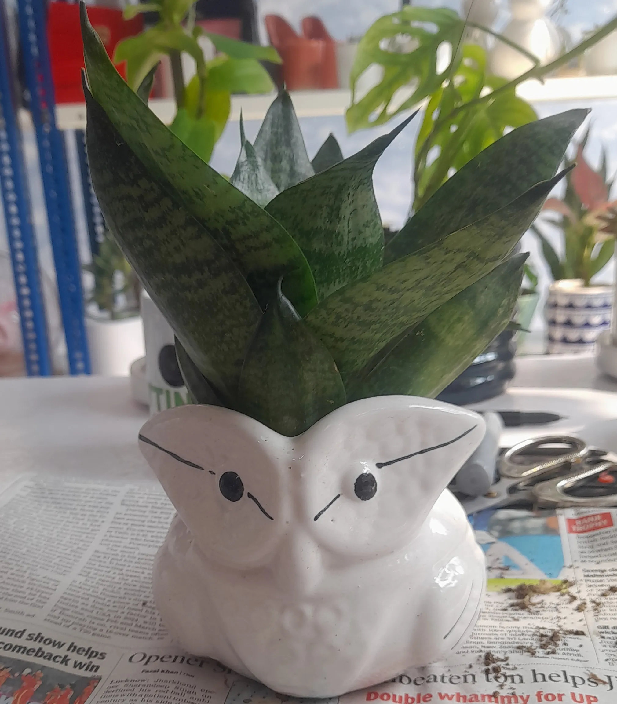 Snake PLANT view 2