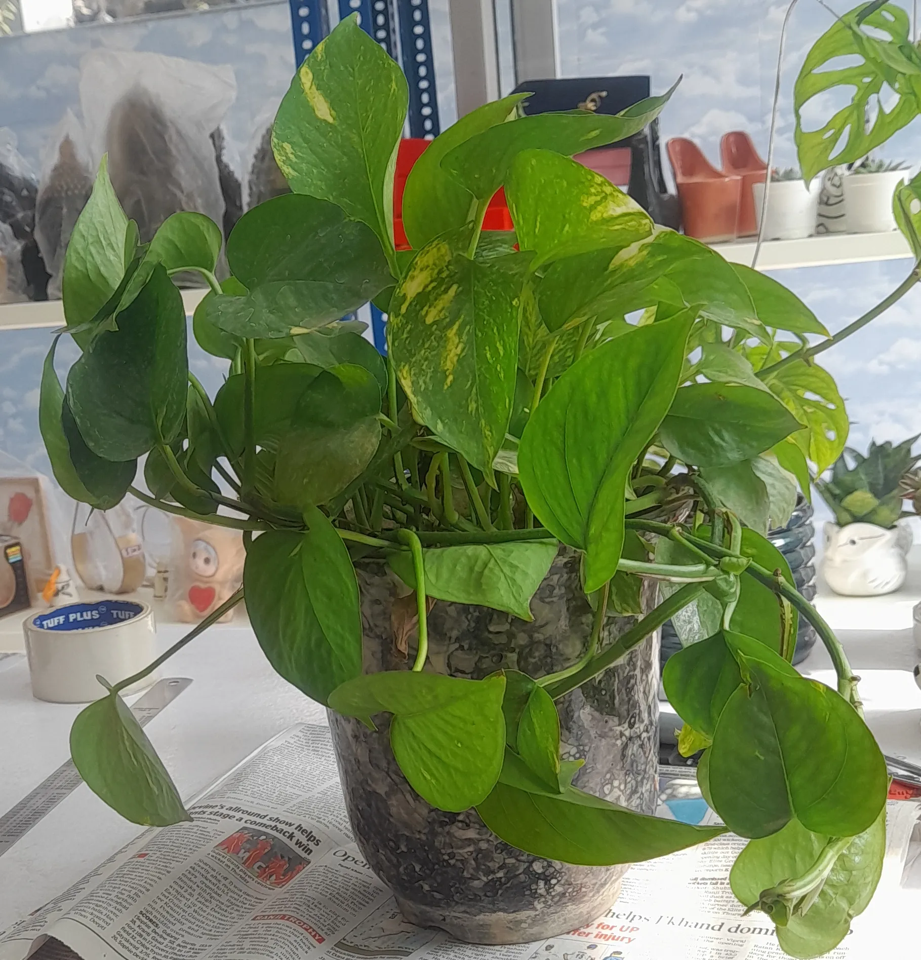 Pothos Plant (Money Plant) view 2