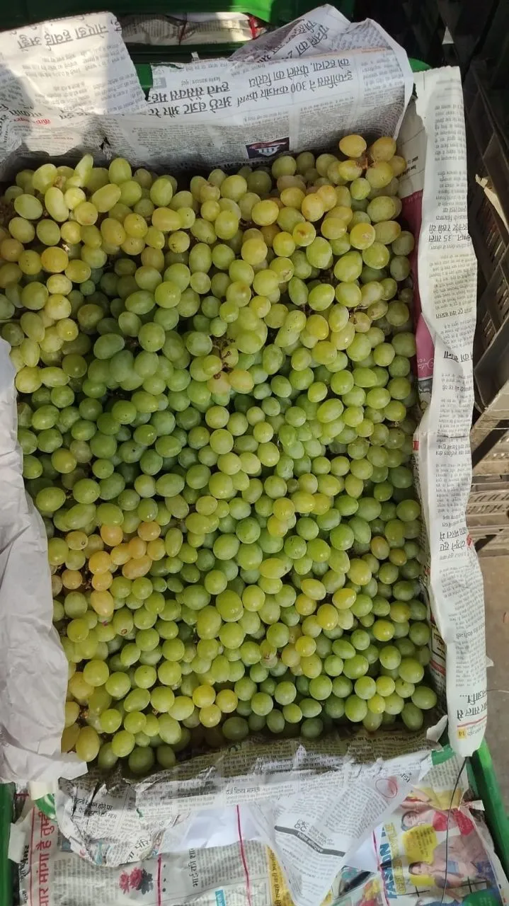 Green Grapes view 5