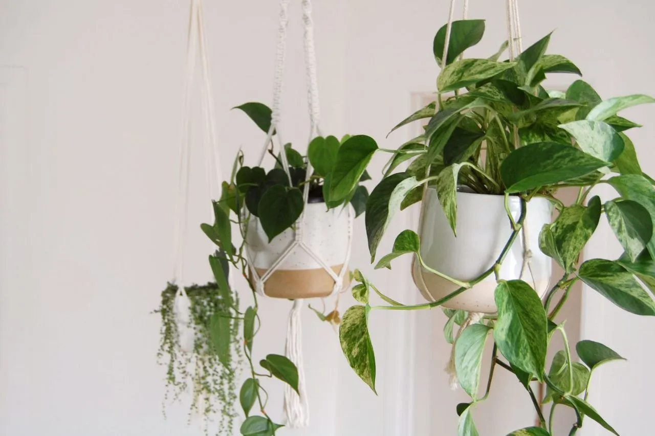Creepers/Vines view 4
