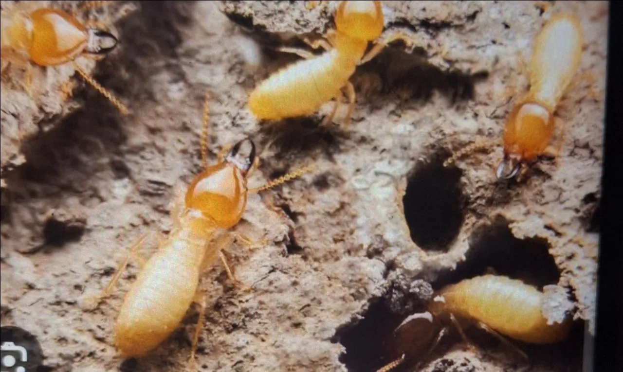 Termite 1bgk view 3