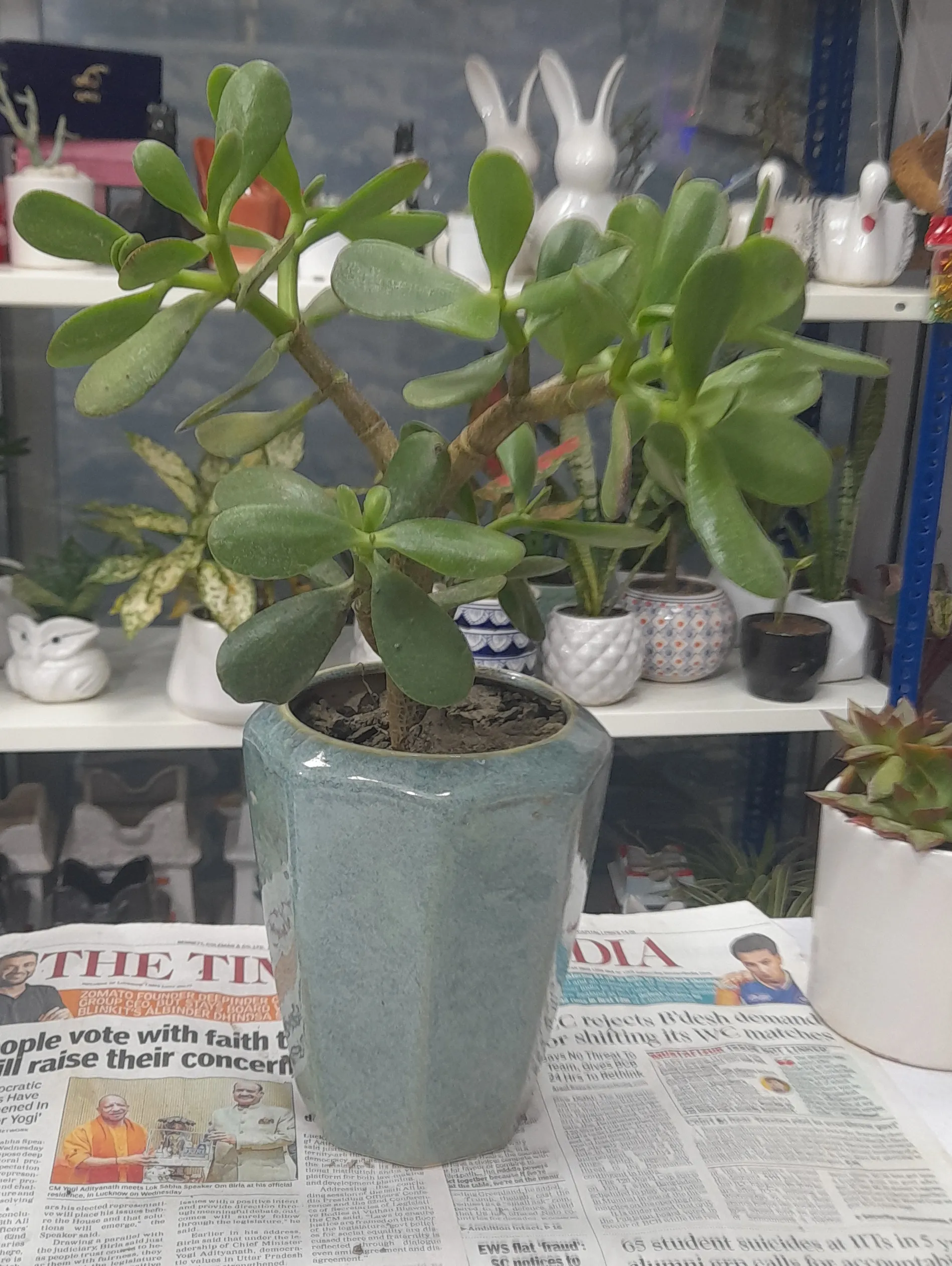 Jade Plant (Crassula Ovata) view 2