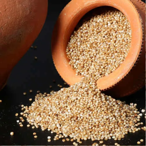 Kodo Millet view 2