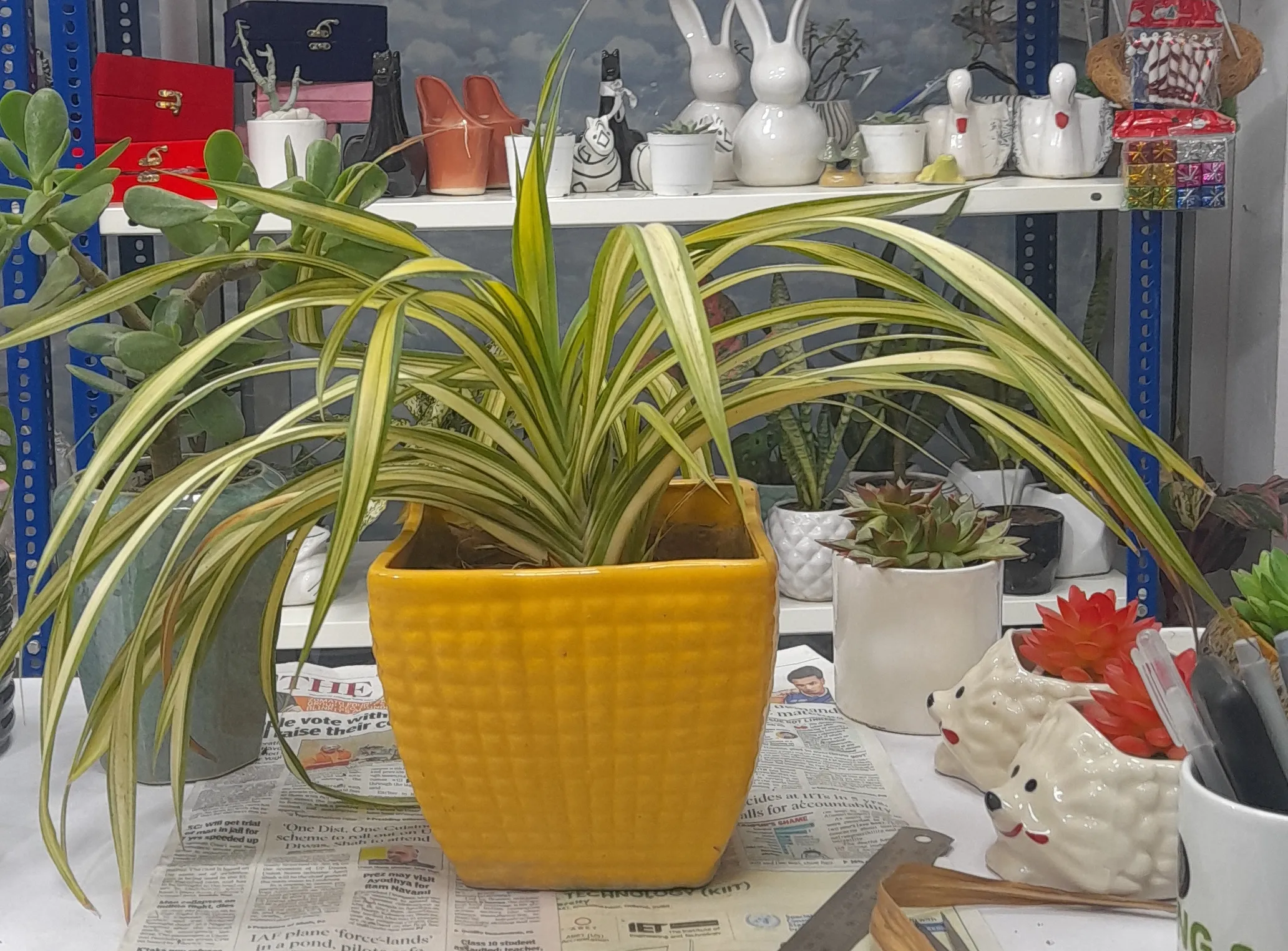 Spider Plant view 2
