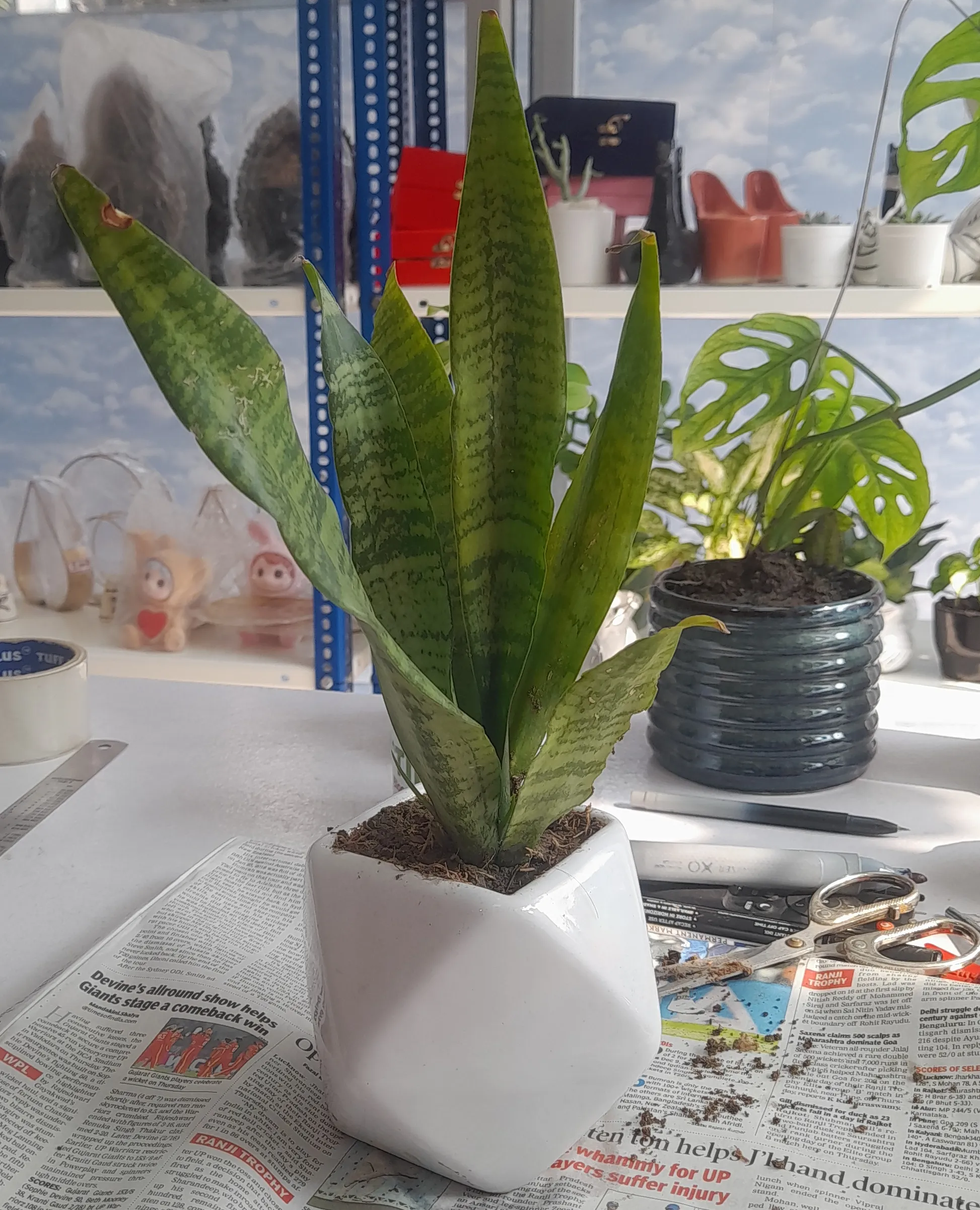 Snake Plant view 2