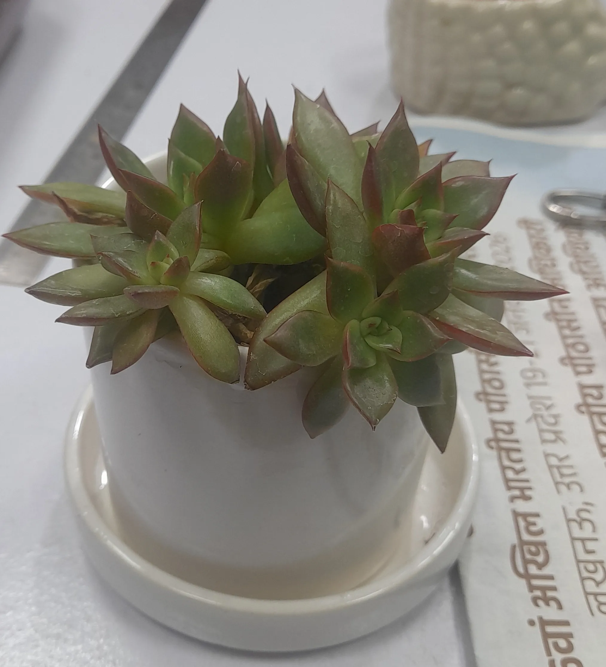 Echeveria 'Benimusume' view 2
